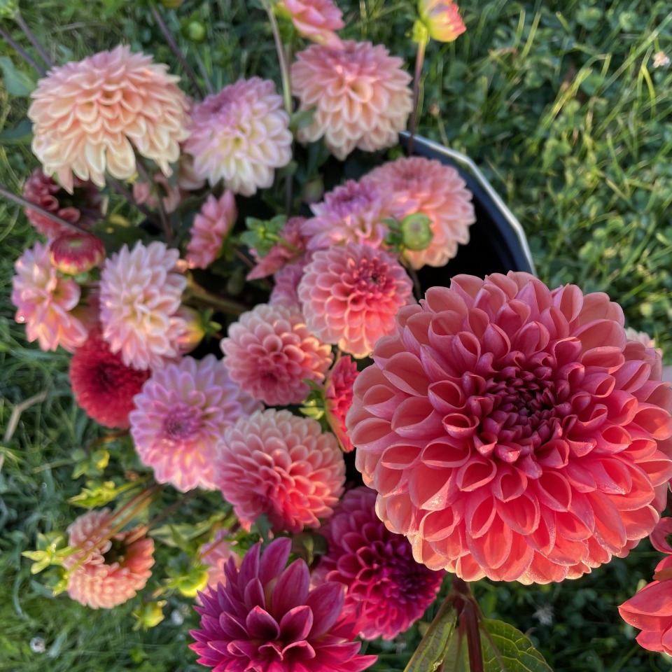 Dahlia Class with the Dahlia Expert Margeaux Spain photo